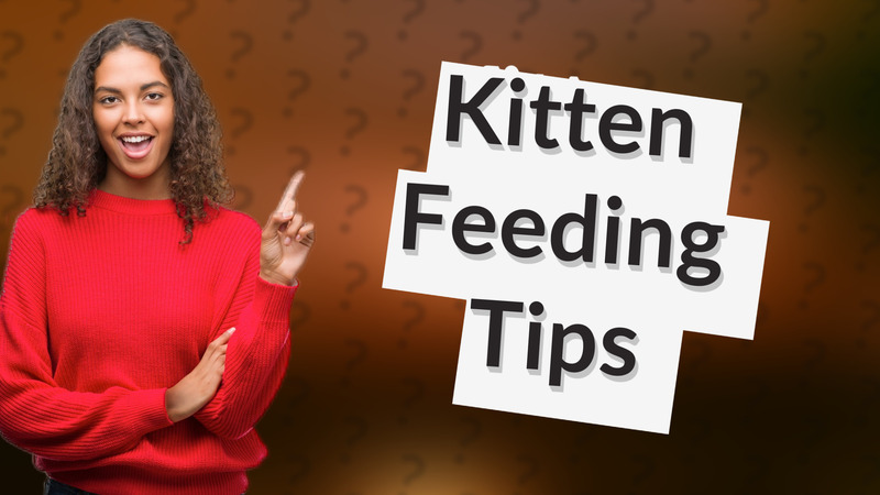 Kitten Feeding Tips