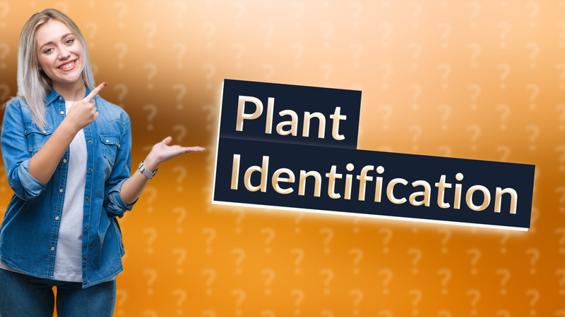 Plant Identification