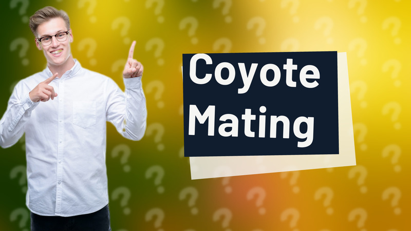 Coyote Mating