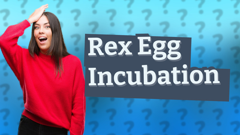 Rex Egg Incubation