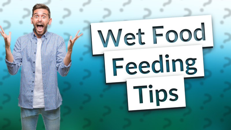 Wet Food Feeding Tips