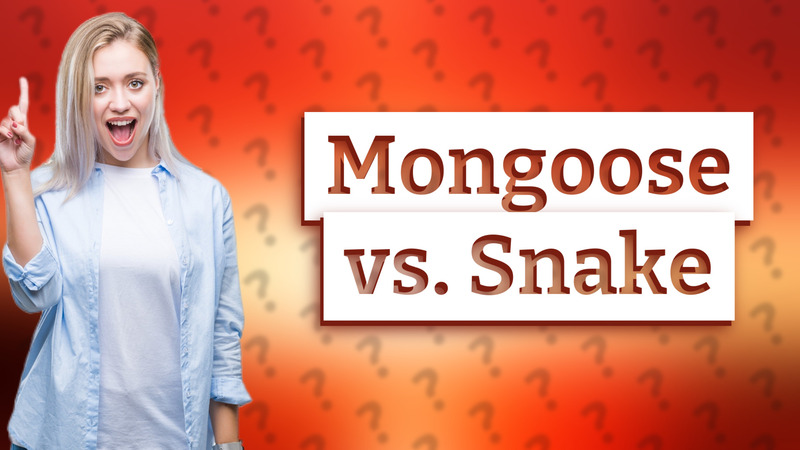 Mongoose vs. Snake