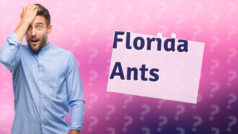 Florida Ants