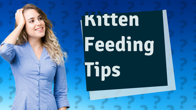 Kitten Feeding Tips