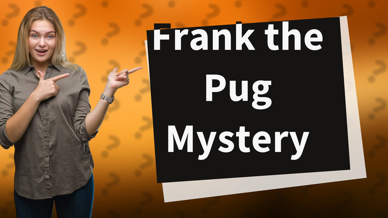 Frank the Pug Mystery
