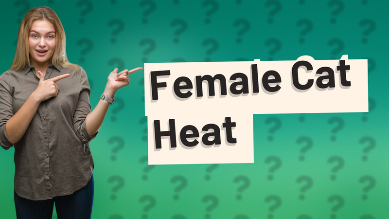 Female Cat Heat