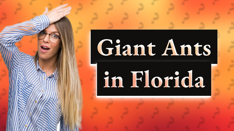 Giant Ants in Florida