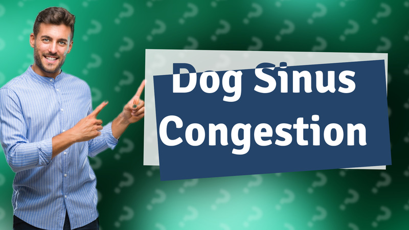 Dog Sinus Congestion