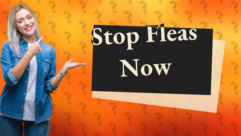 Stop Fleas Now