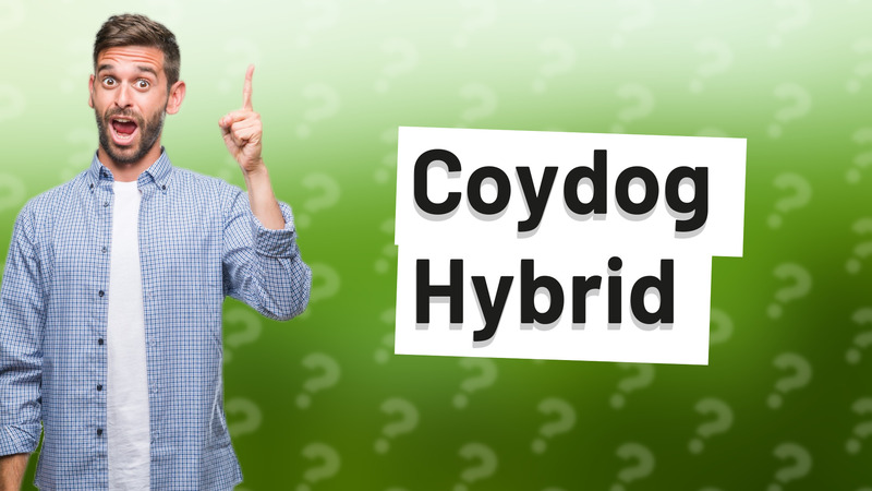 Coydog Hybrid