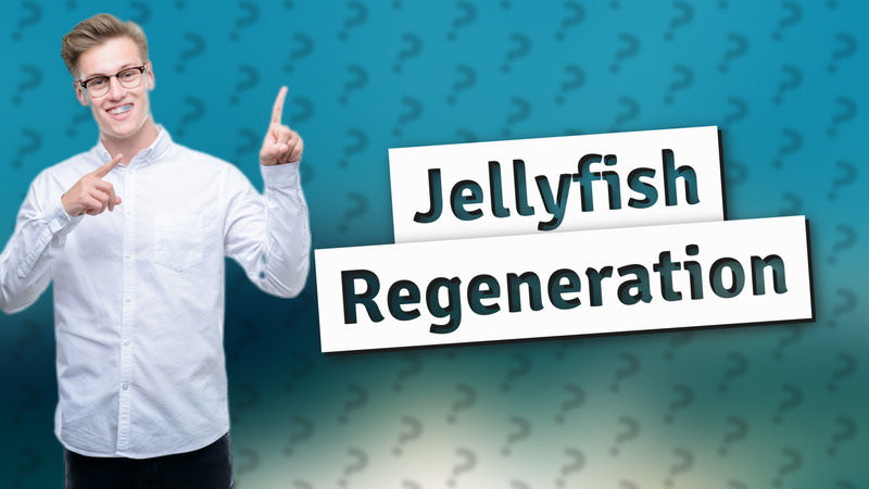 Jellyfish Regeneration
