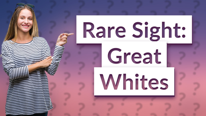 Rare Sight: Great Whites