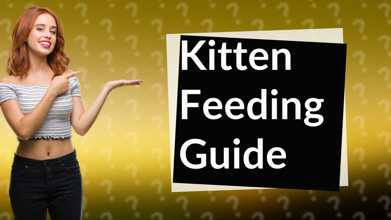 Kitten Feeding Guide