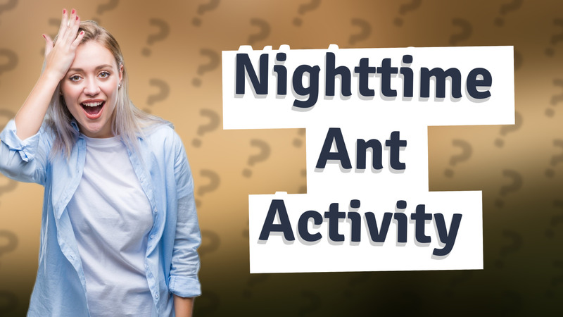 Nighttime Ant Activity