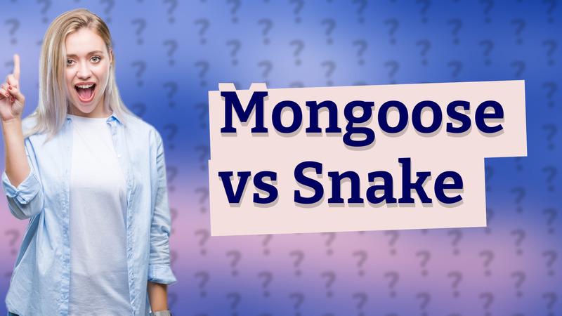 Mongoose vs Snake