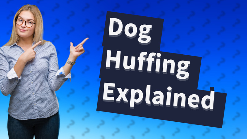 Dog Huffing Explained