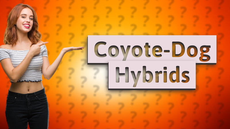 Coyote-Dog Hybrids
