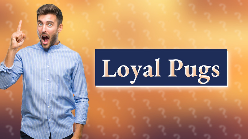 Loyal Pugs