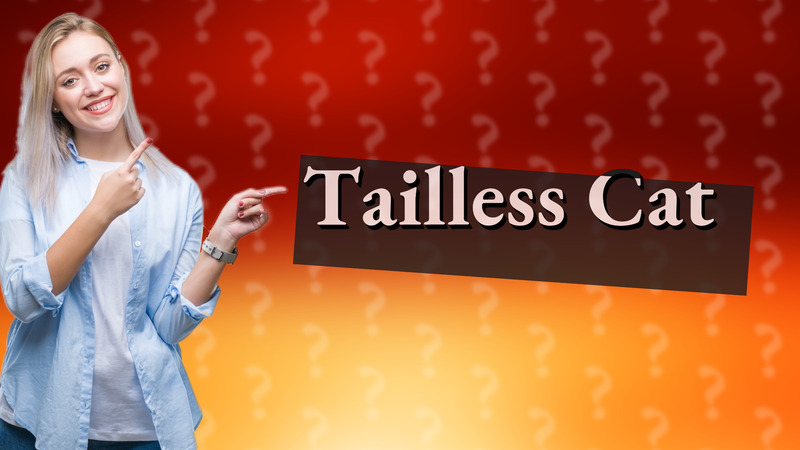 Tailless Cat