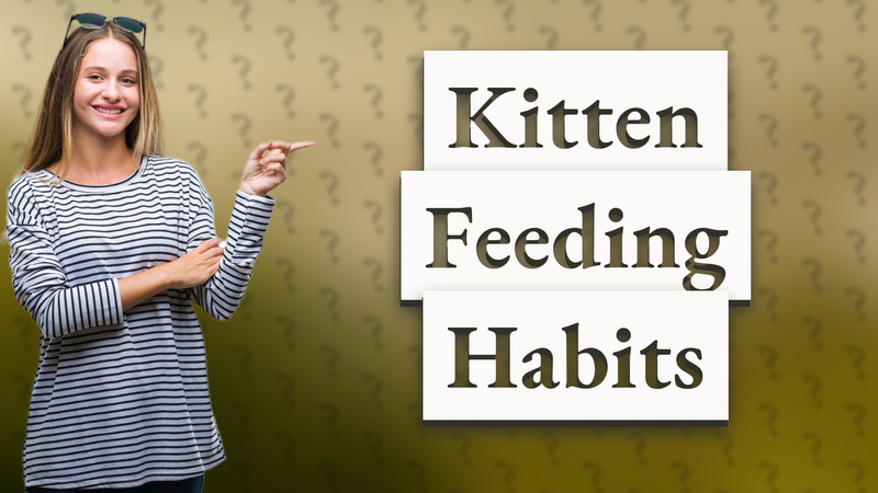 Kitten Feeding Habits