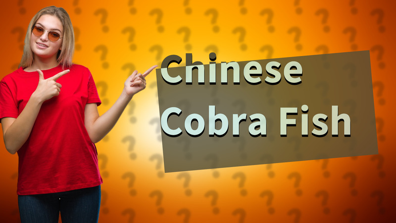 Chinese Cobra Fish