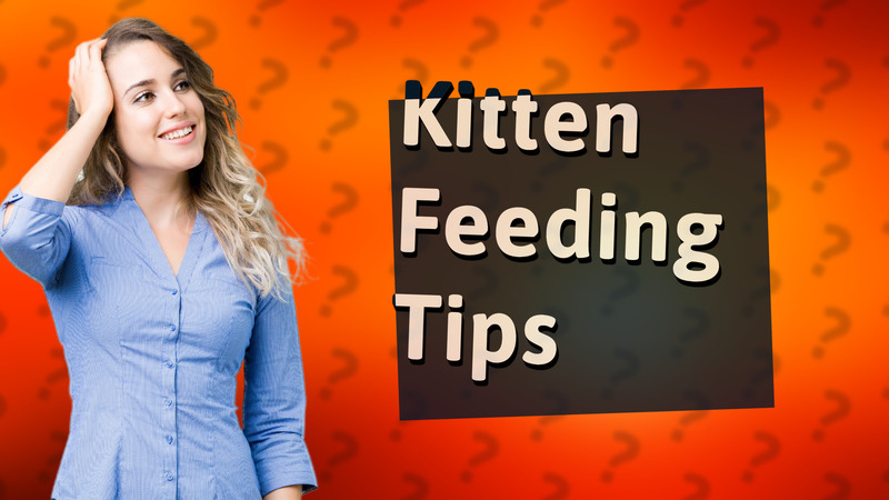 Kitten Feeding Tips