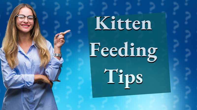Kitten Feeding Tips