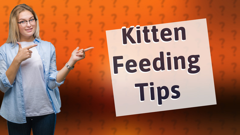 Kitten Feeding Tips