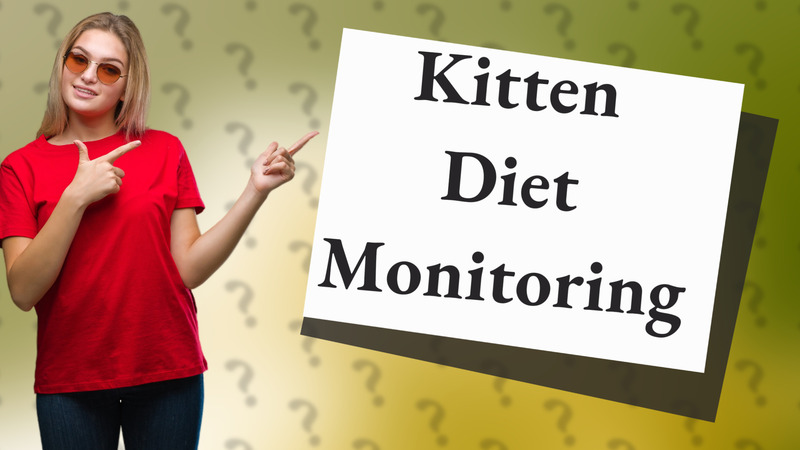 Kitten Diet Monitoring