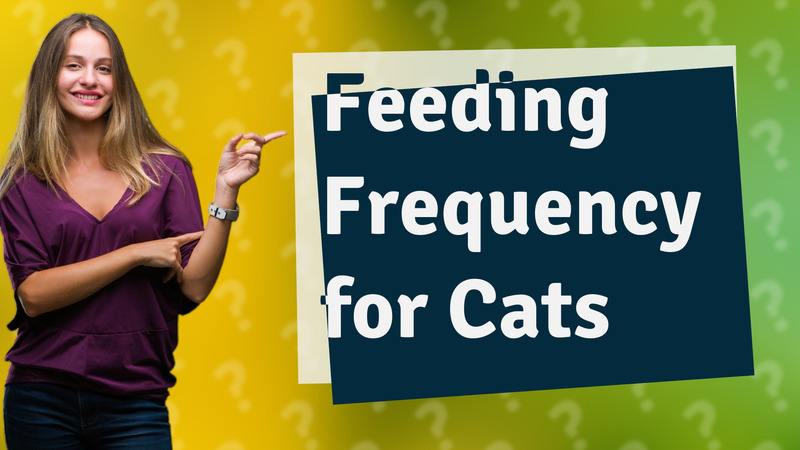 Feeding Frequency for Cats
