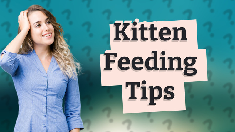 Kitten Feeding Tips