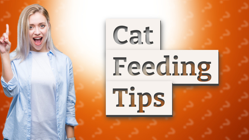 Cat Feeding Tips