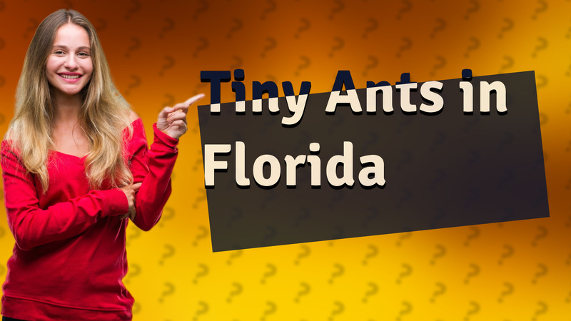 Tiny Ants in Florida