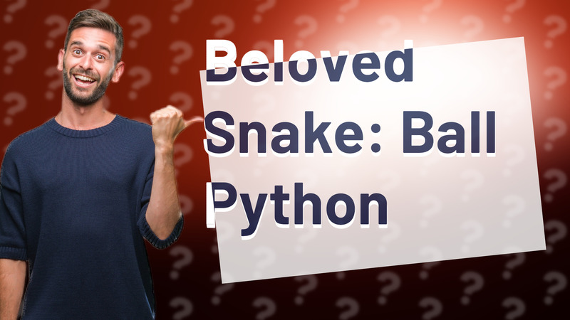 Beloved Snake: Ball Python
