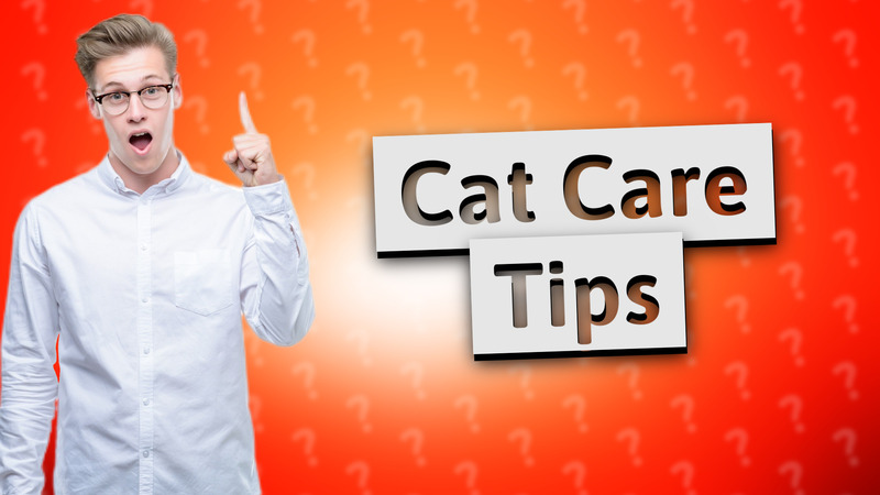 Cat Care Tips