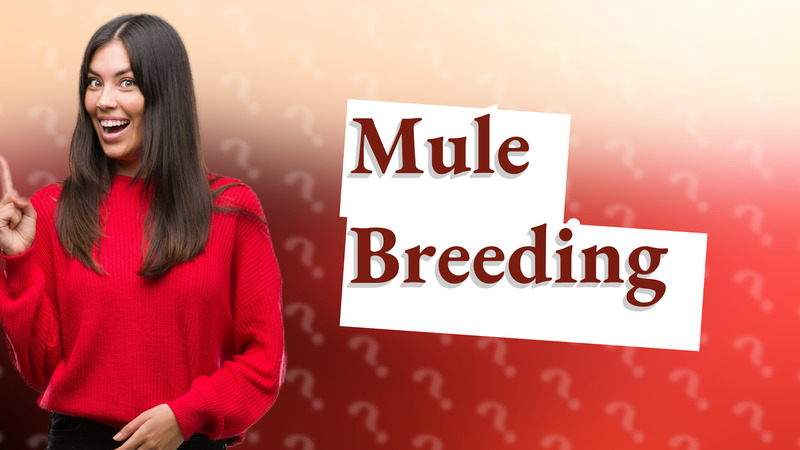 Mule Breeding