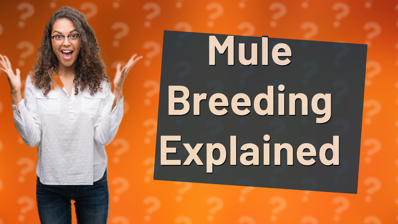 Mule Breeding Explained