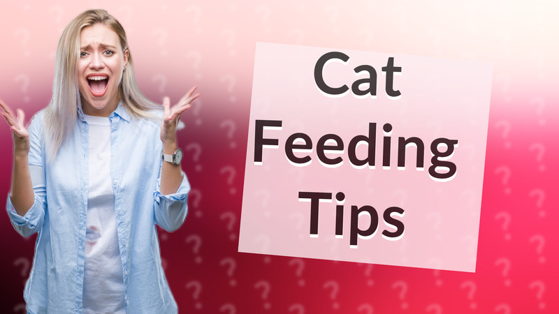 Cat Feeding Tips