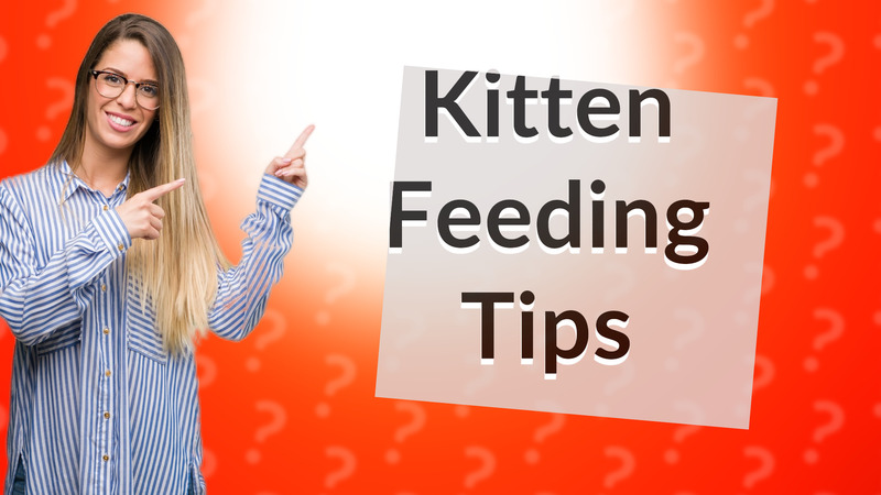 Kitten Feeding Tips