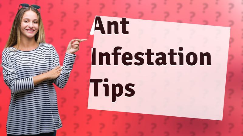 Ant Infestation Tips