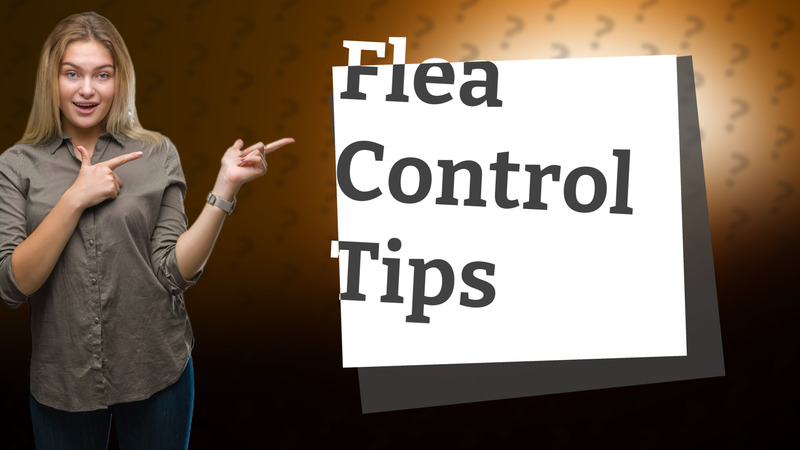 Flea Control Tips