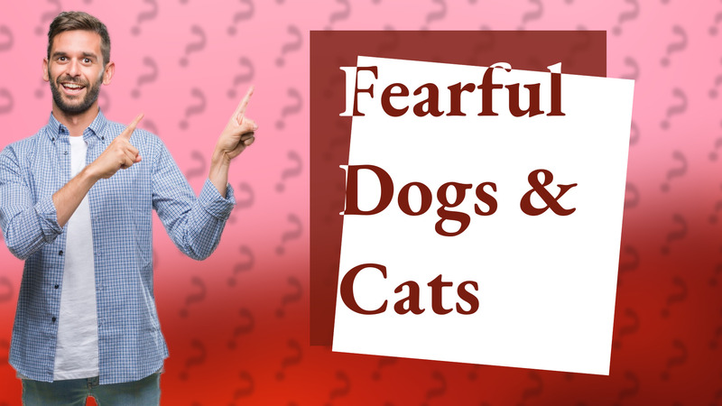 Fearful Dogs & Cats