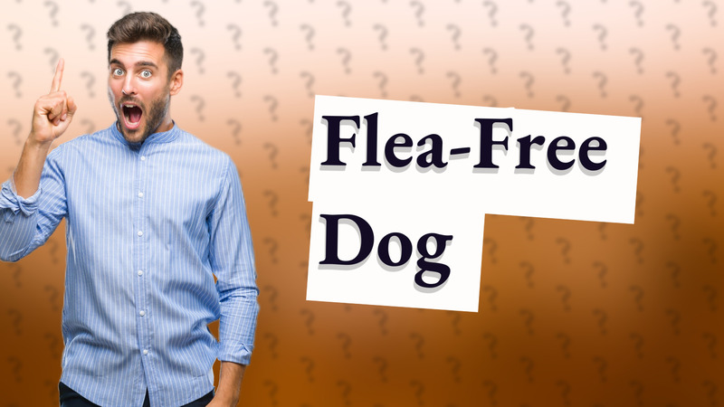 Flea-Free Dog