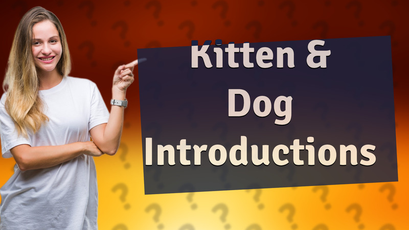 Kitten & Dog Introductions