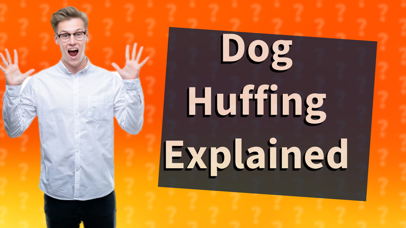 Dog Huffing Explained