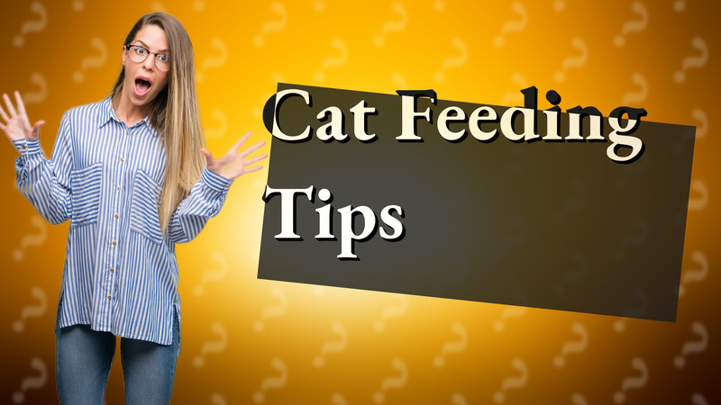 Cat Feeding Tips