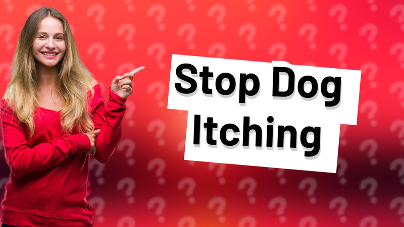 Stop Dog Itching