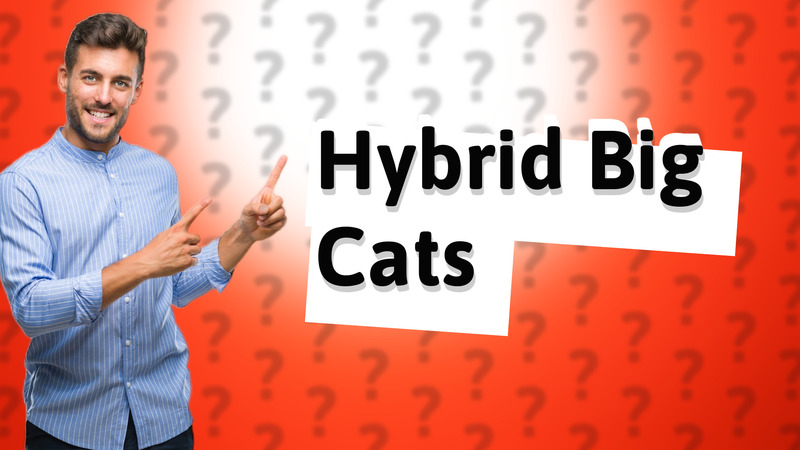 Hybrid Big Cats