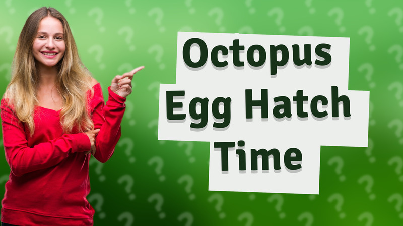 Octopus Egg Hatch Time