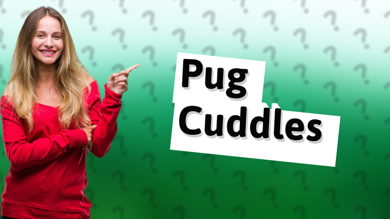 Pug Cuddles